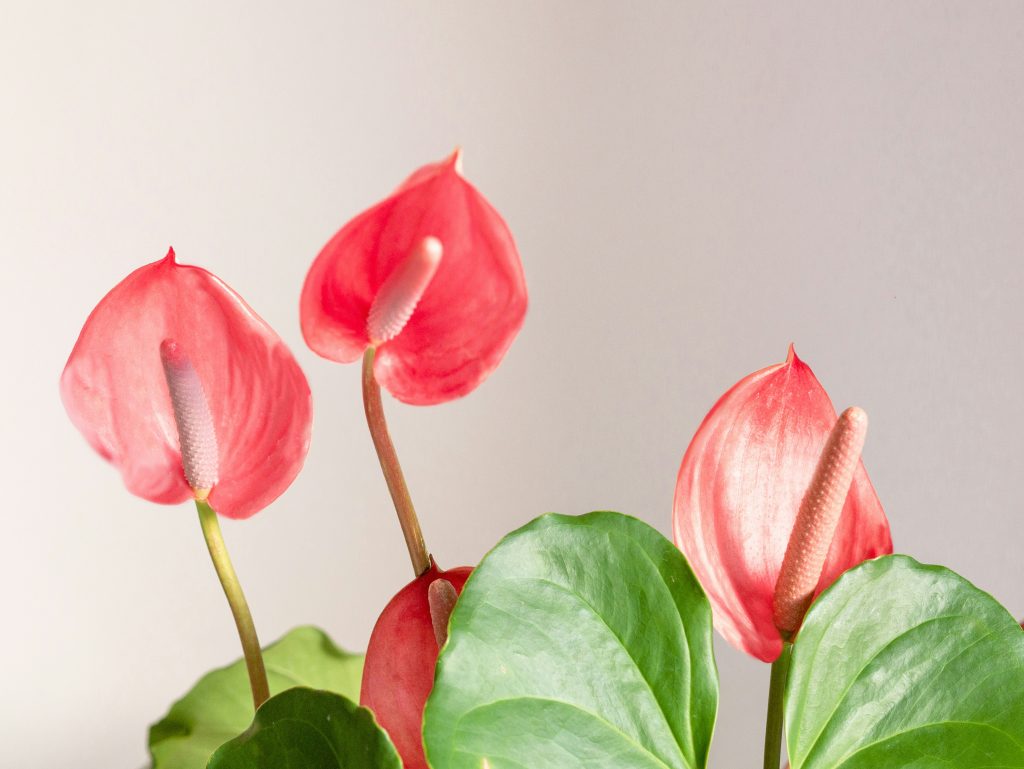 Anthurium