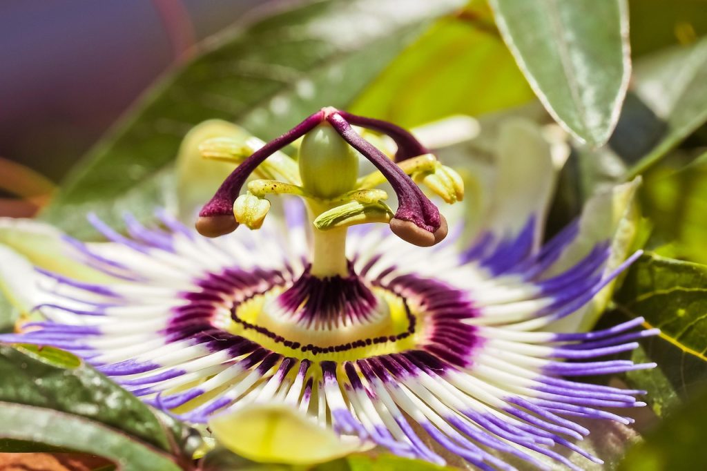 Passionflower