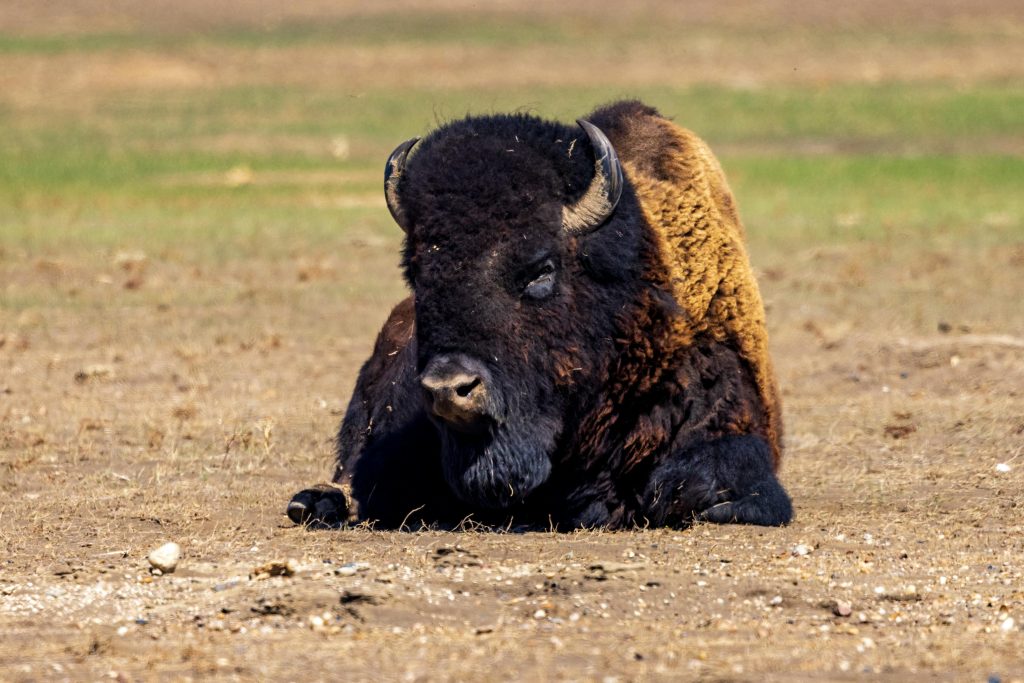 Badlands Bison Are Seeding New Tribal Herds