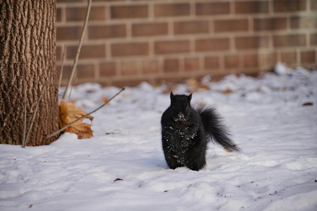 black squirrel on snow winter contrast