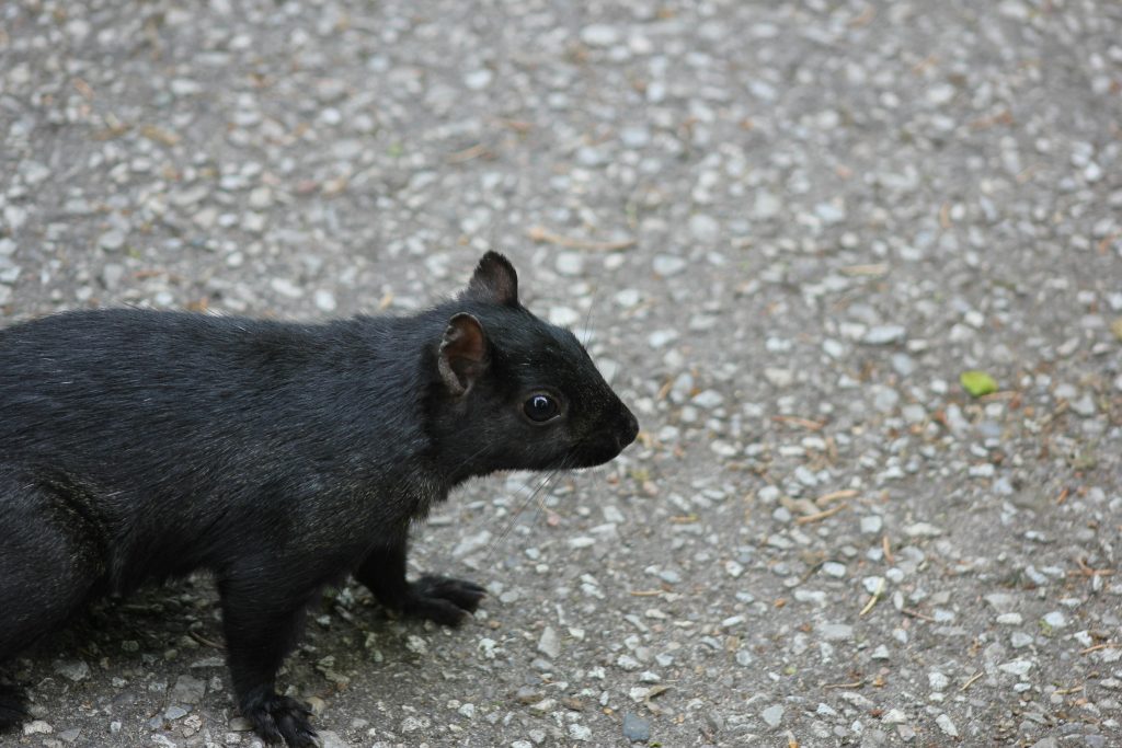 Melanism Sounds Like a Disease