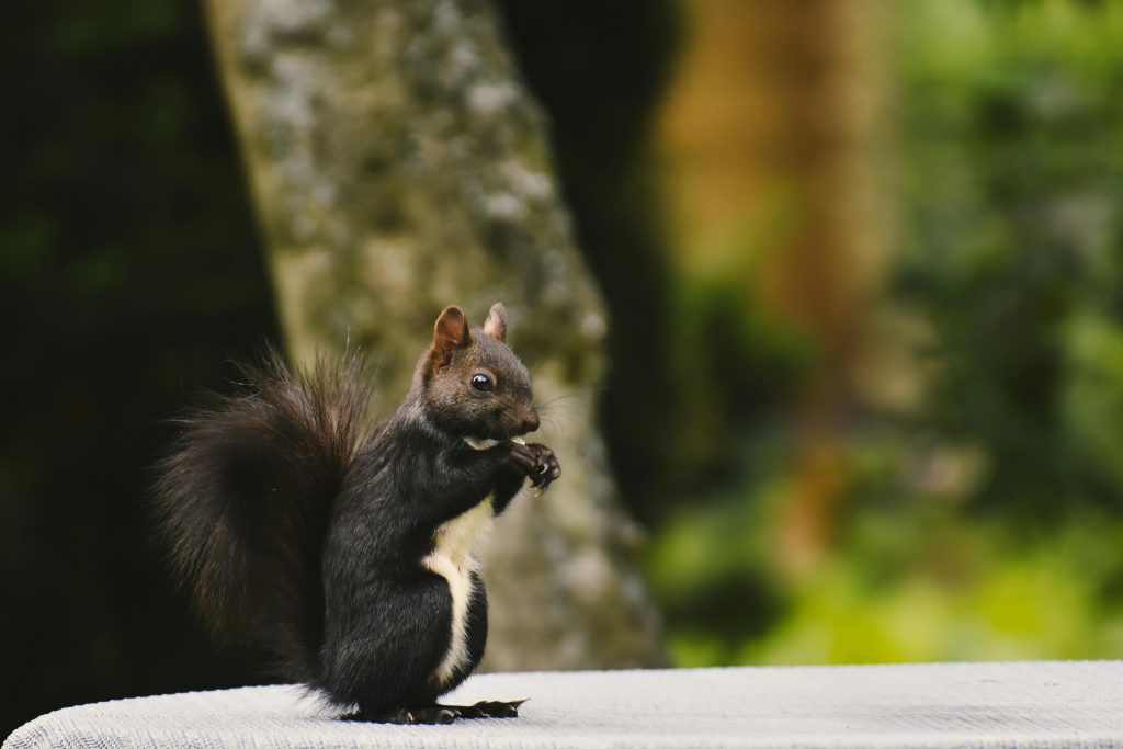 People Assume It’s a Different Species