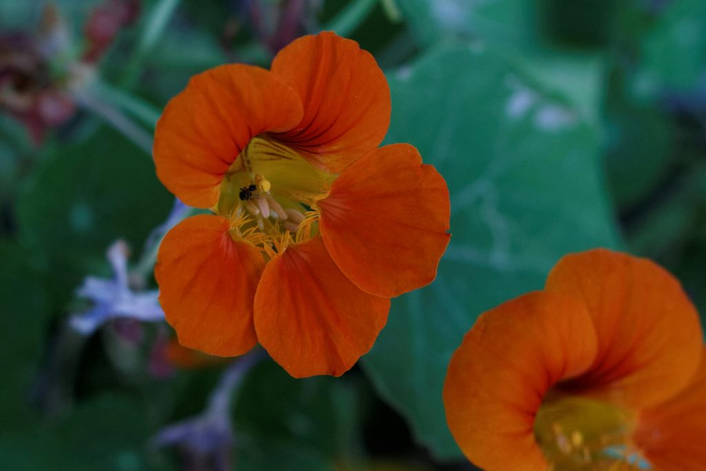 Climbing Nasturtium