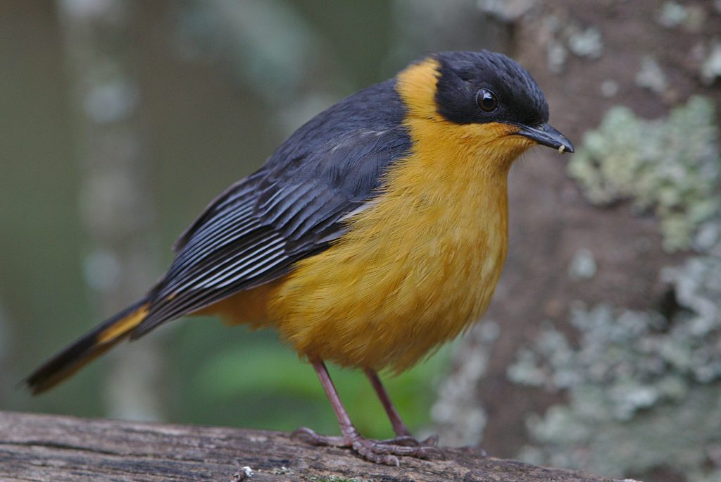 Most Native Songbirds