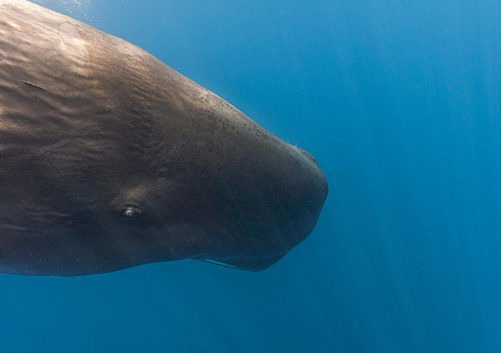 sperm whale deep ocean