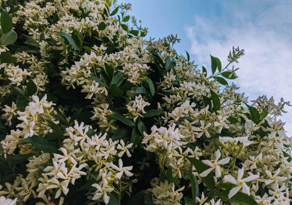 Star Jasmine