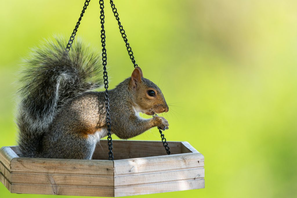 Squirrels and Spill Heavy Bird Feeders
