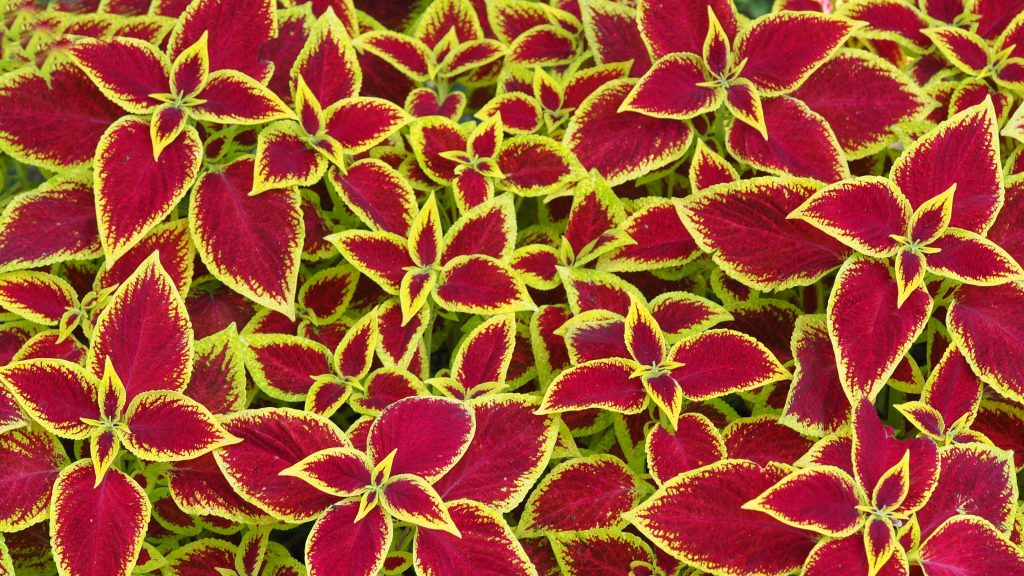 Coleus