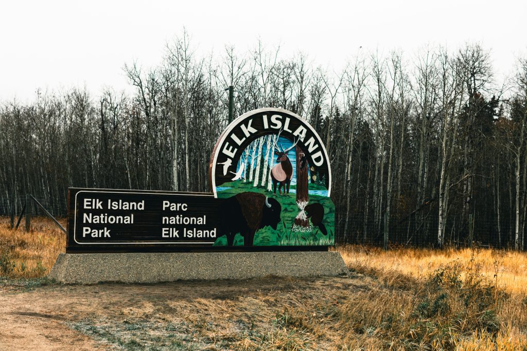 “Elk Island National Park wood bison”
