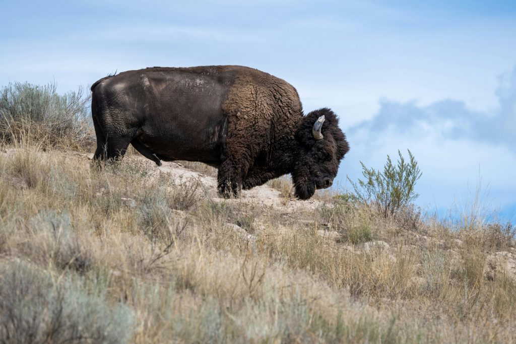 “American Prairie Reserve bison Montana”