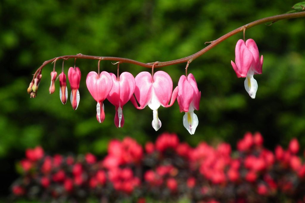 fringed bleeding heart wildflower”