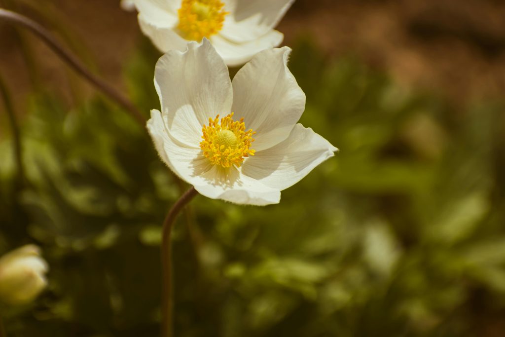 Rue Anemone