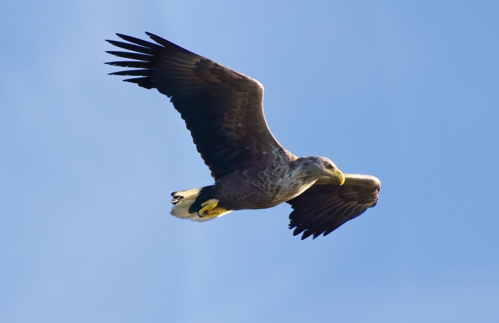 A Wingspan That Changes the Scale of the Sky