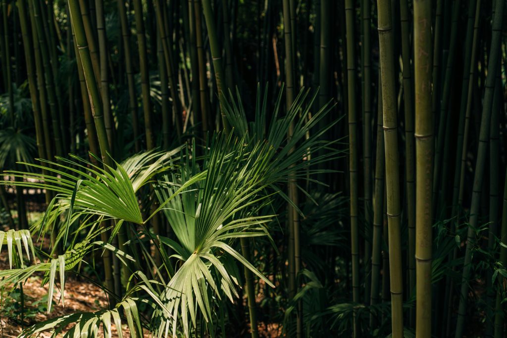 Bamboo Palm