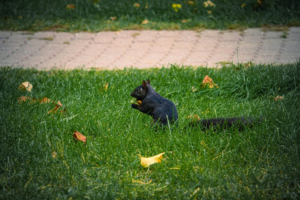 Black squirrel on vibrant green grass in autumn
