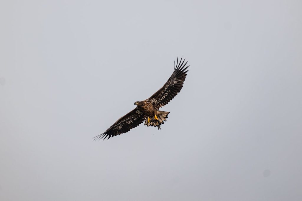 A Coastal Cleaner as Much as a Hunter