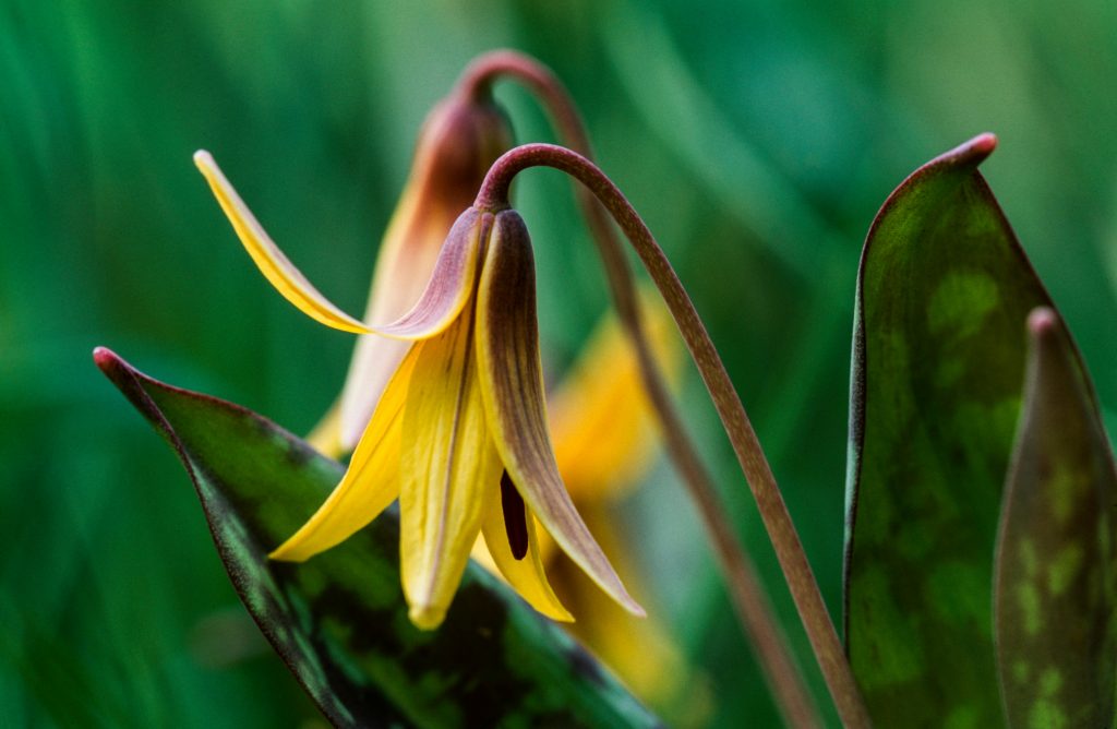 Trout Lily