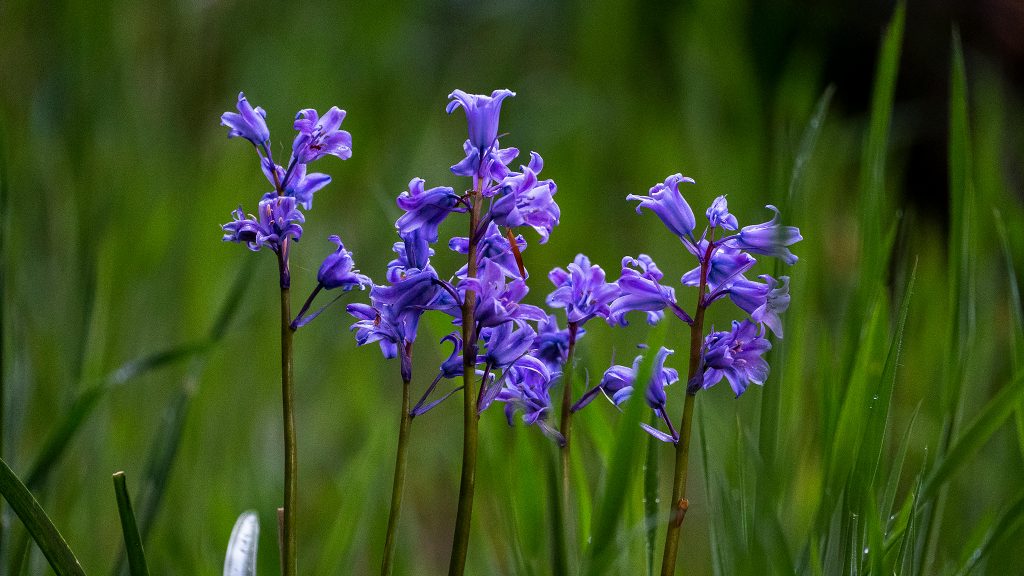 Virginia Bluebells
