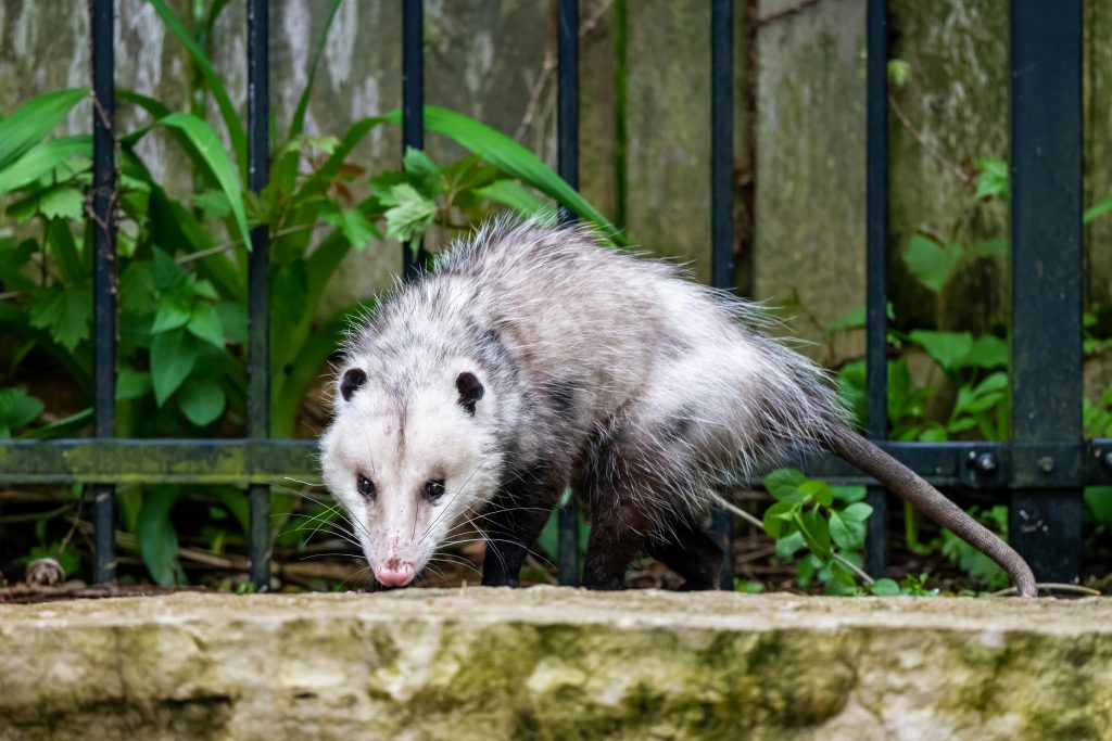 Opossums and Nighttime Pet Bowls