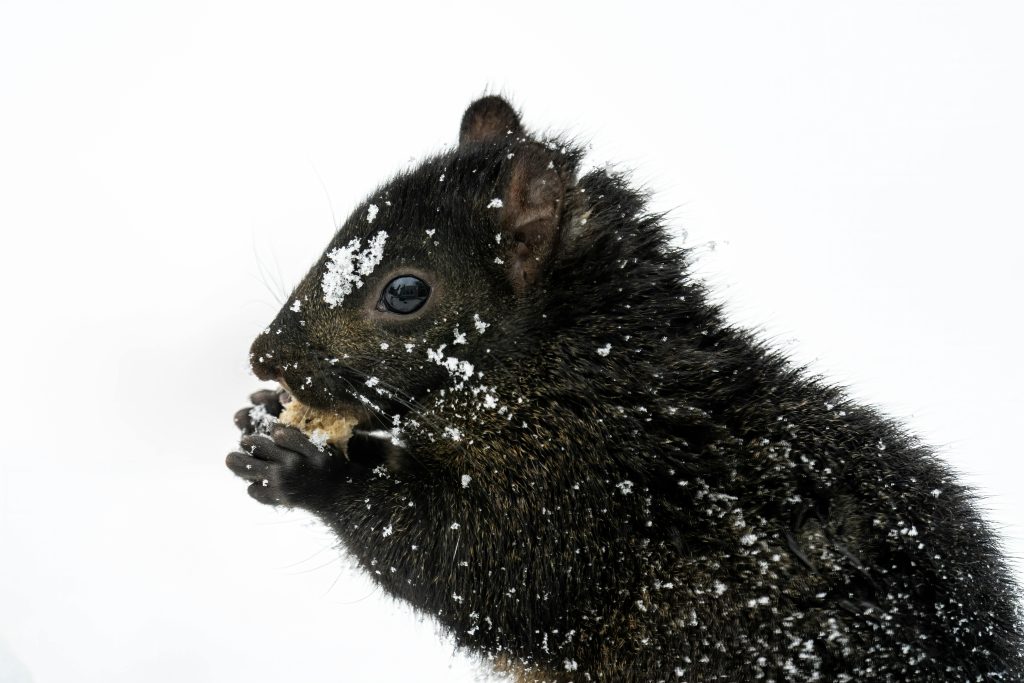 Winter Contrast Makes It Look Unnatural