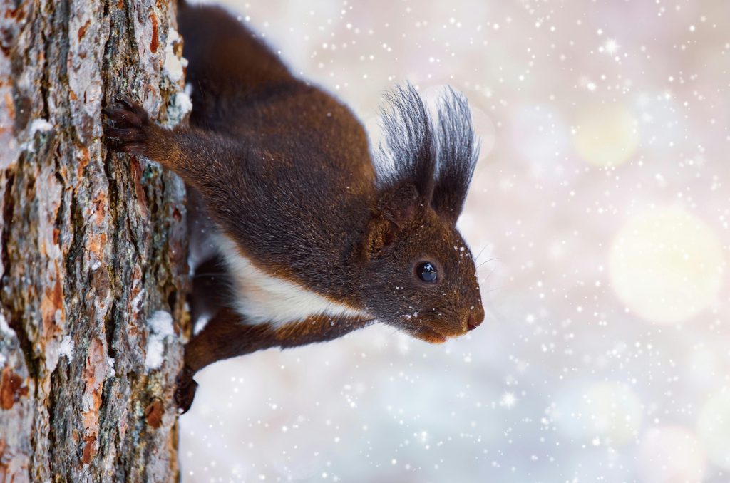 Cold Weather May Reward Dark Fur