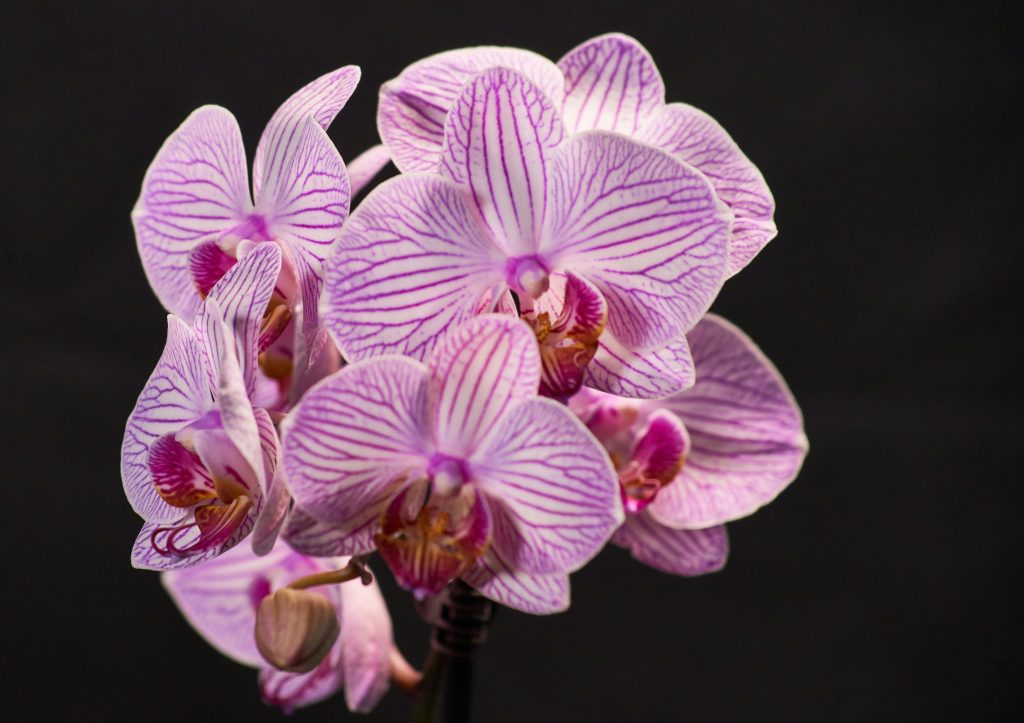 Orchid (Phalaenopsis)