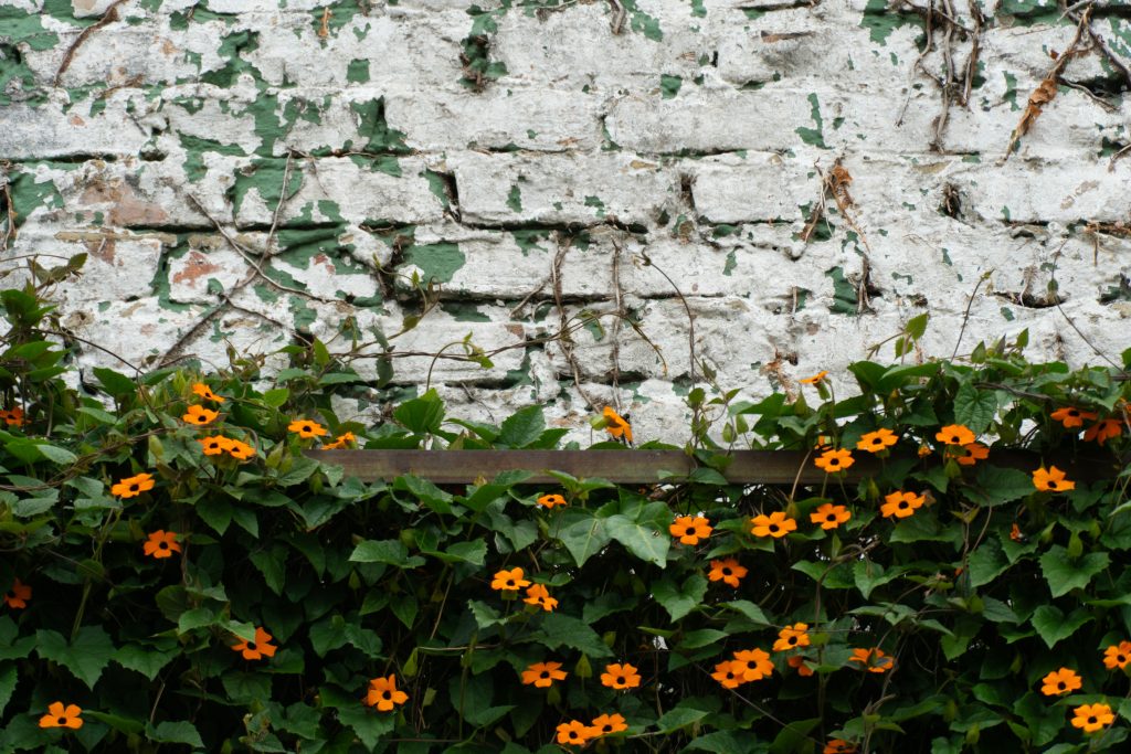 Black-Eyed Susan Vine