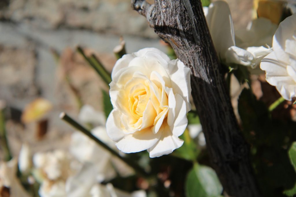 Climbing Rose