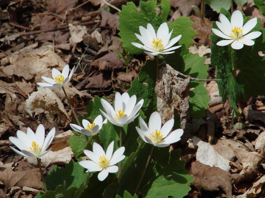 Bloodroot