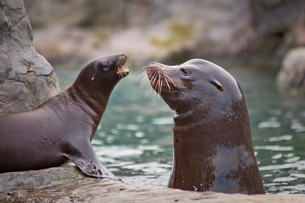 Seals and Sea Lions