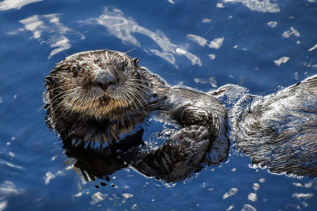 Southern Sea Otters