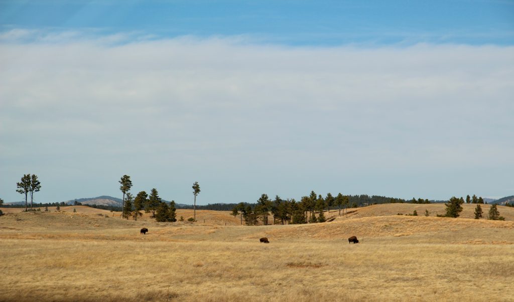Wind Cave National Park bison herd”