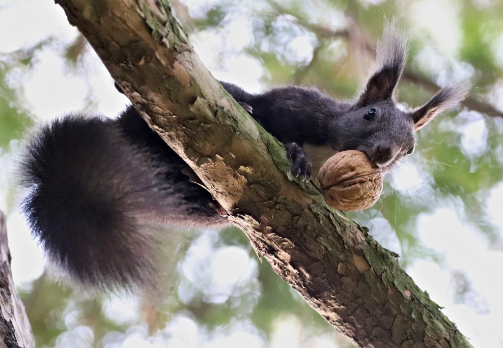 Folklore Fills the Gaps