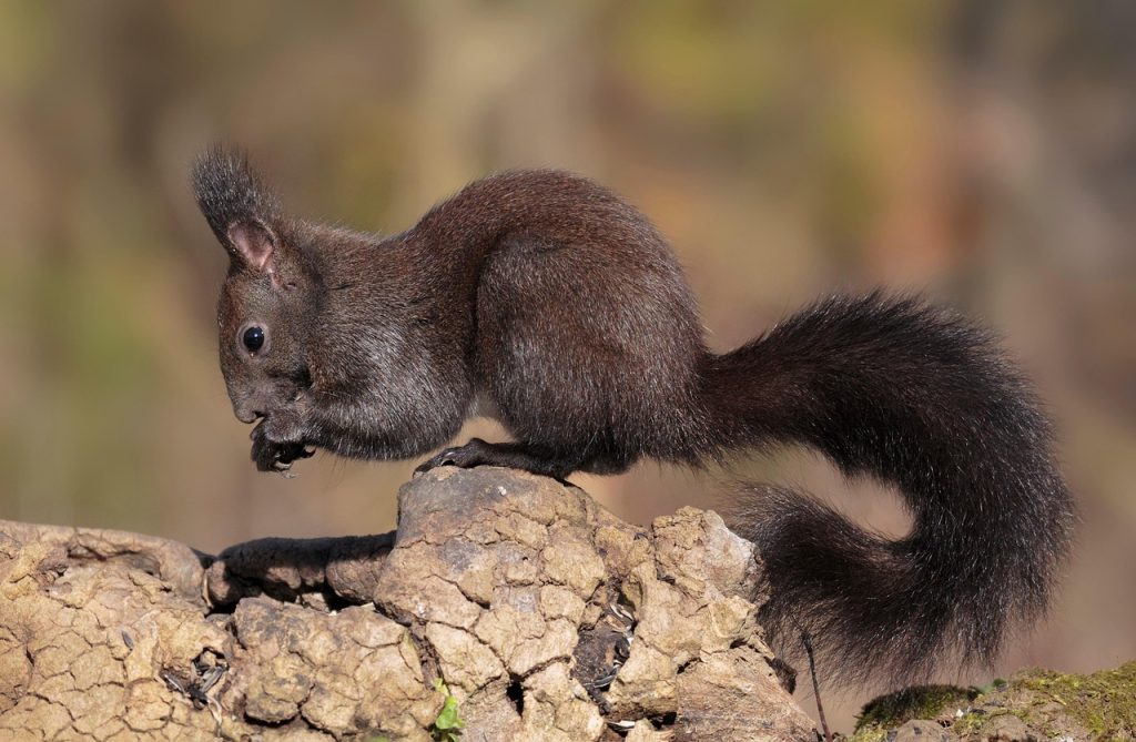 Photography Skews the Perception