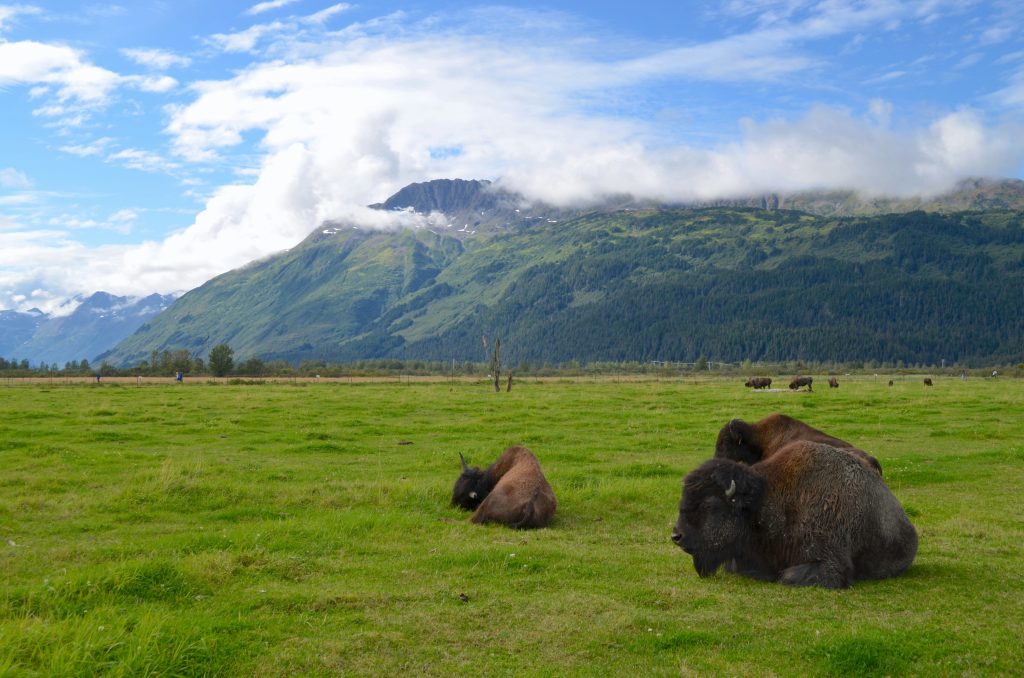 Alaska wood bison reintroduction”