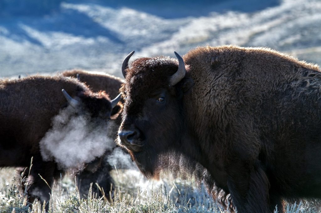 “Wild bison