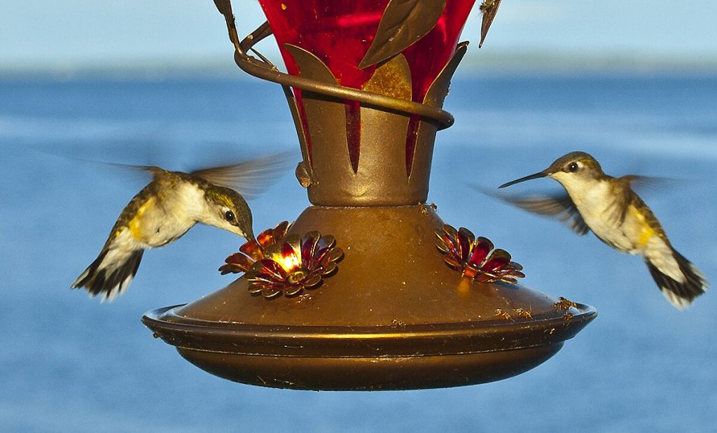 Hummingbirds_at_feeder