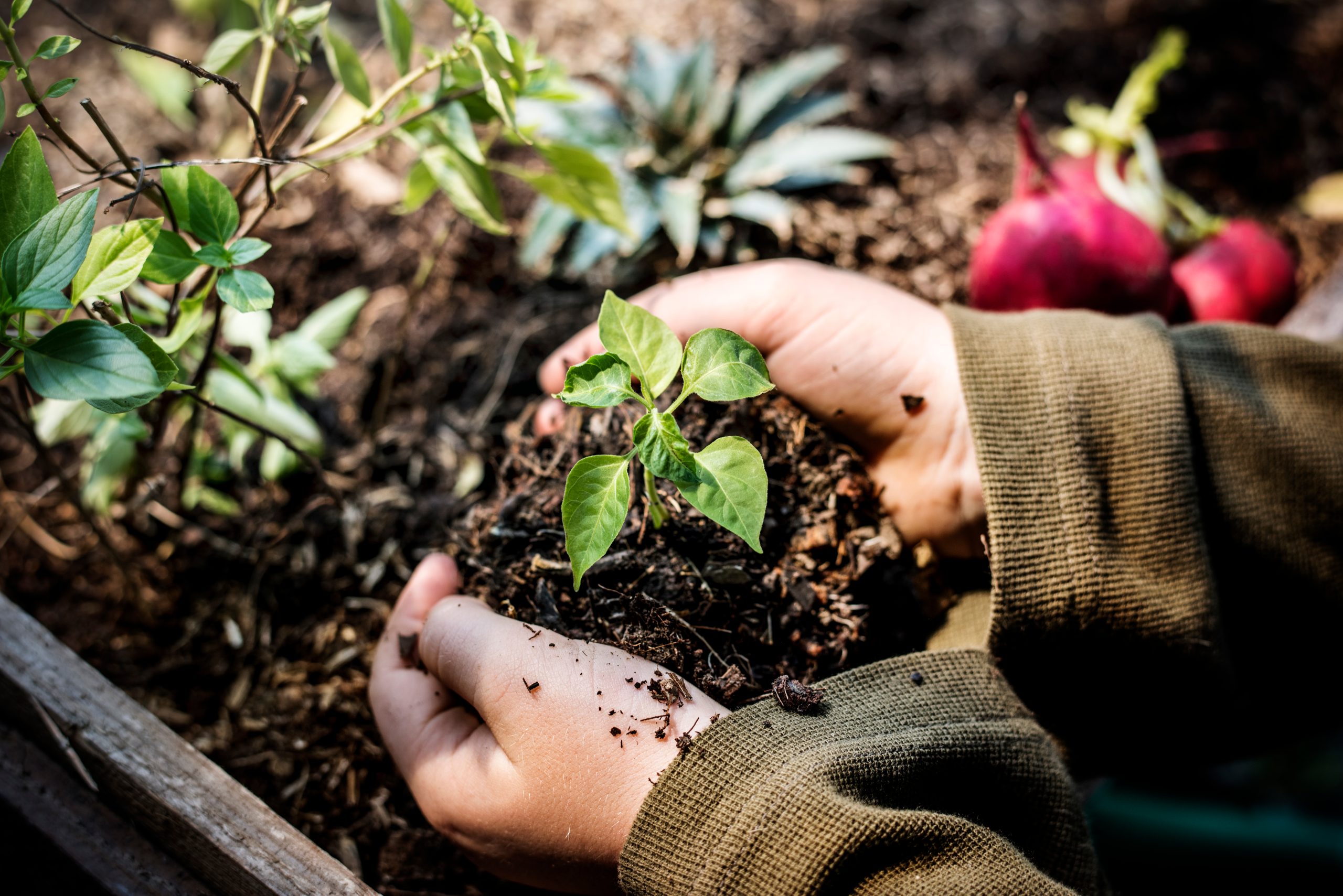 Hands planting