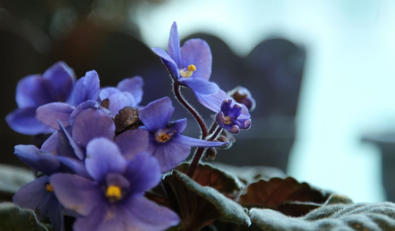 African violet