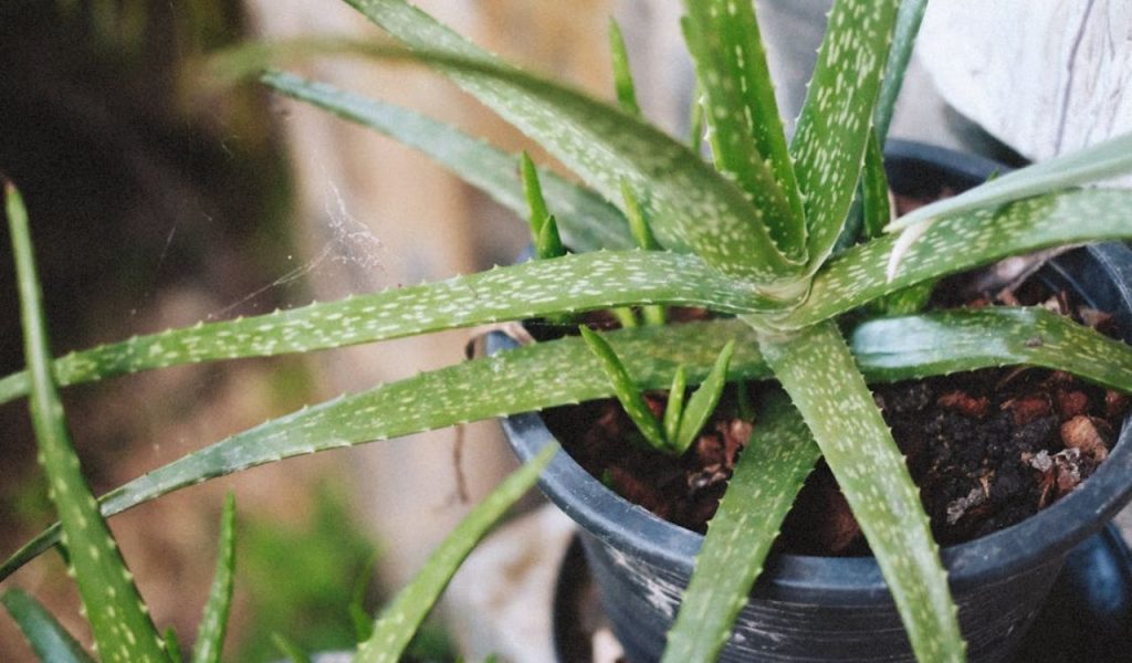 Aloe Vera