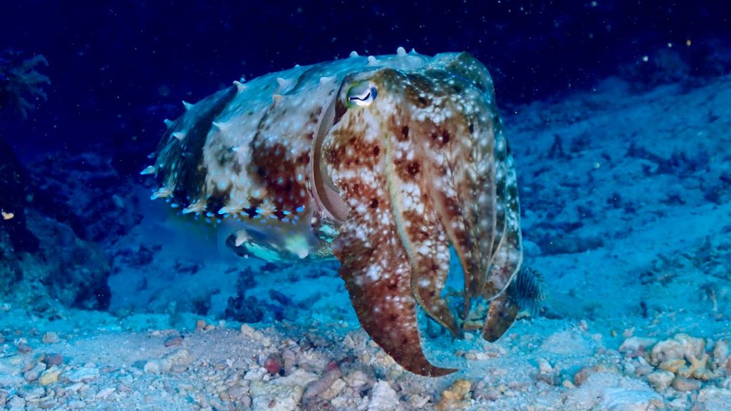 cuttlefish