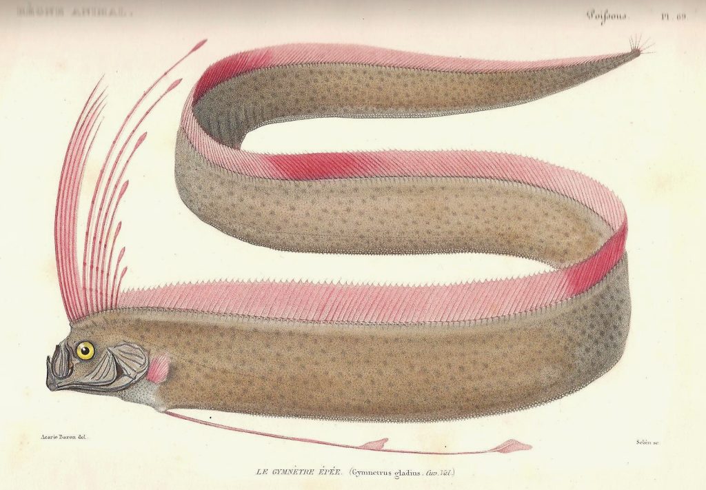 Oarfish And The Sea Serpent