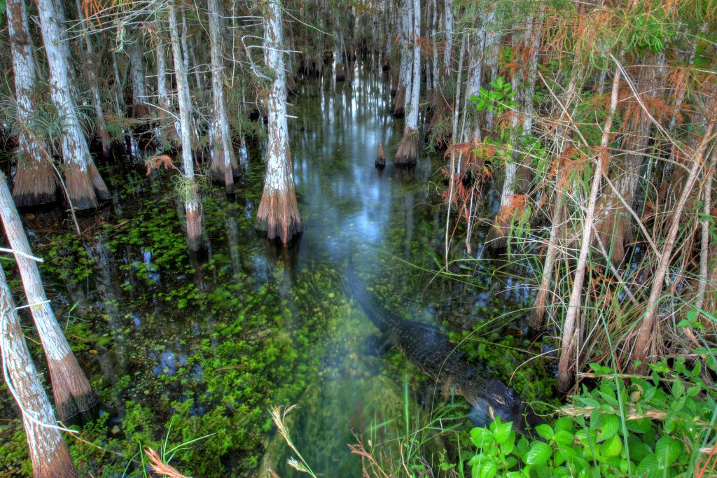 Everglades, United States