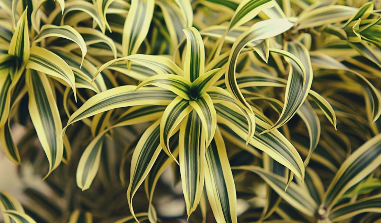 Dracaena