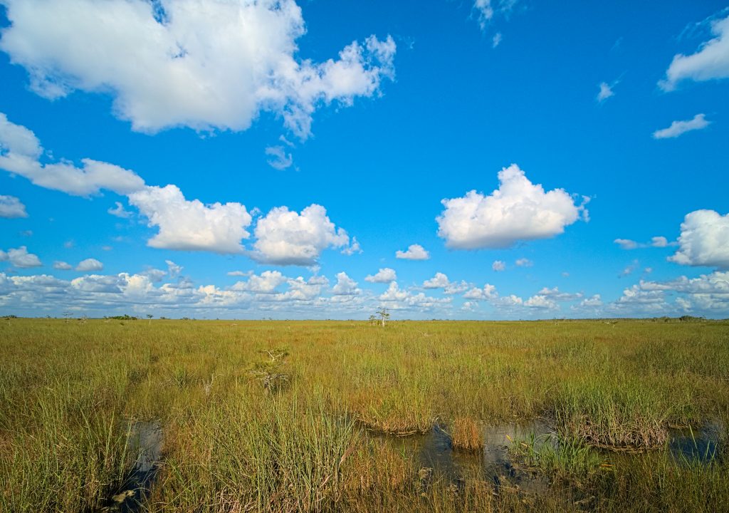 Florida wetlands suburban edge