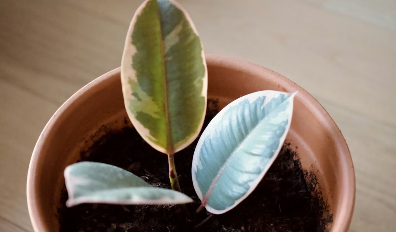 Ficus elastica