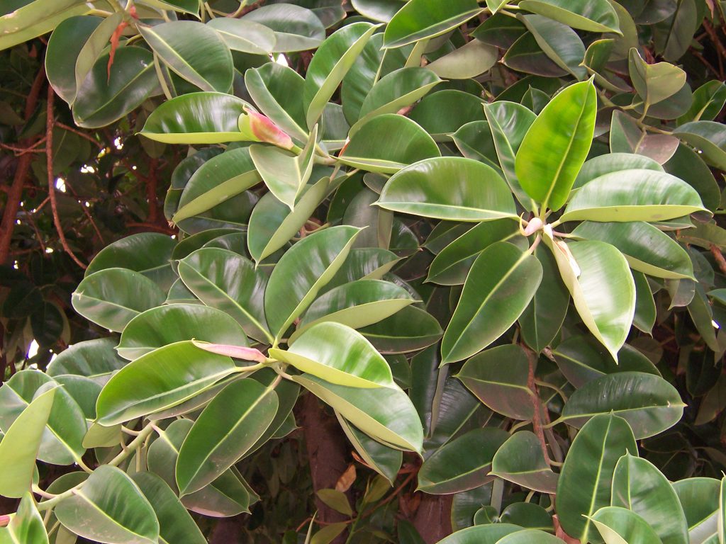 Rubber Tree