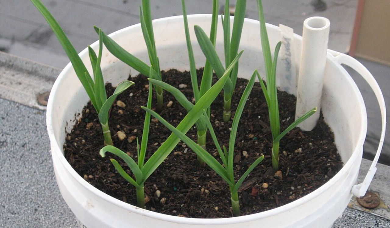 Garlic in container