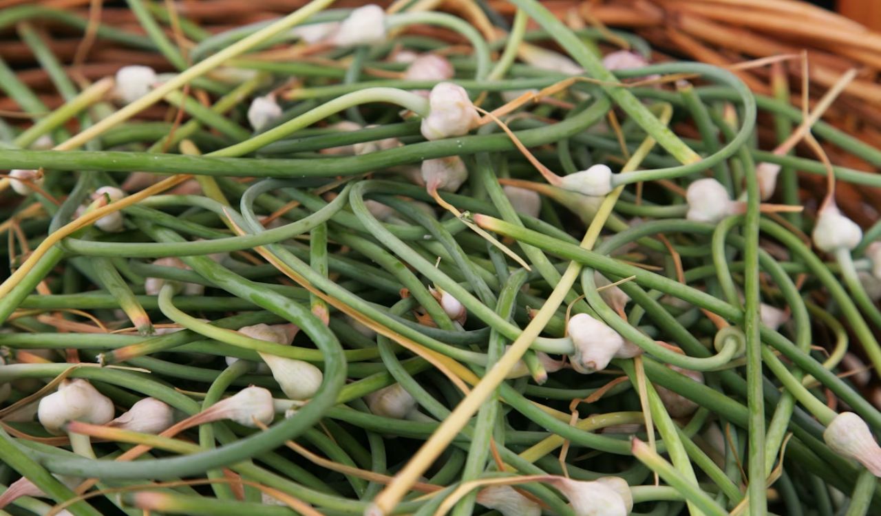 Garlic scapes