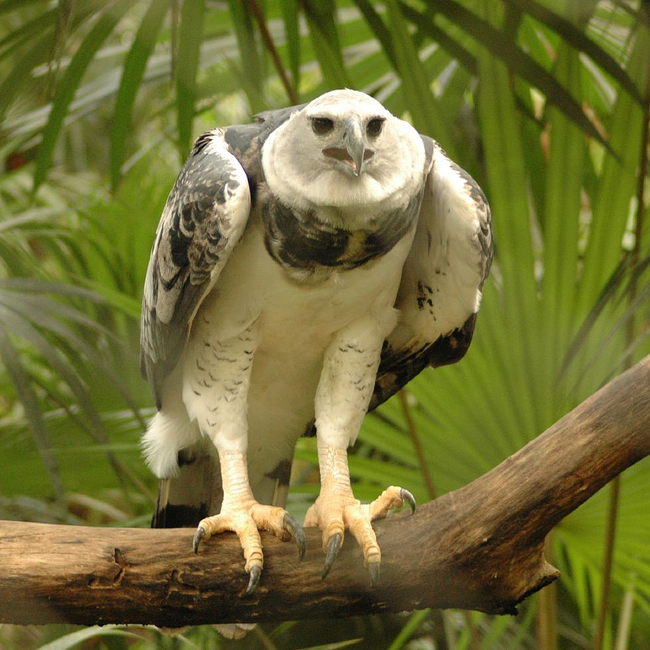harpy eagle